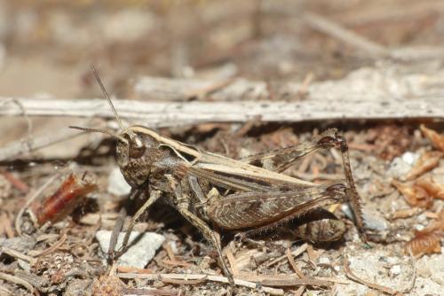Réf. 268 215 : Omocestus haemorrhoidalis haemorrhoidalis